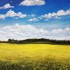 Painting of yellow fields on canvas