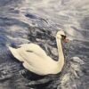Painting on paper of a swan
