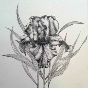 Black Iris  [12.5 X 9.7 inches]