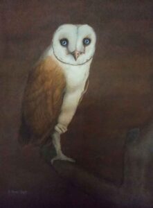 Owl